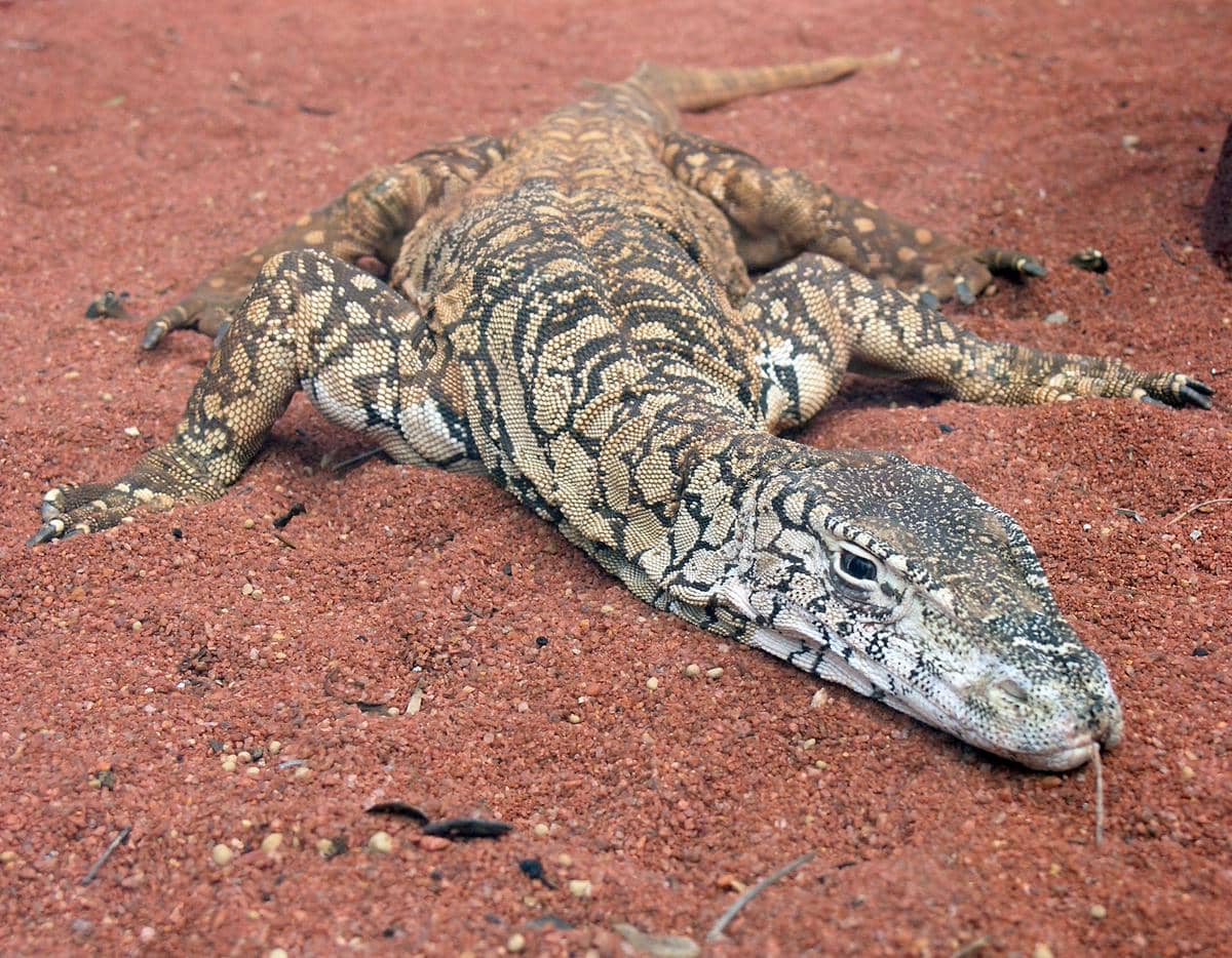 Biawak perentie