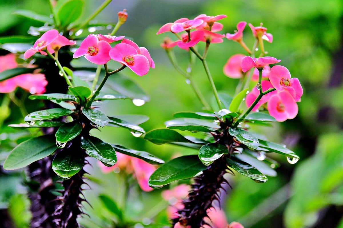 ilustrasi mahkota duri