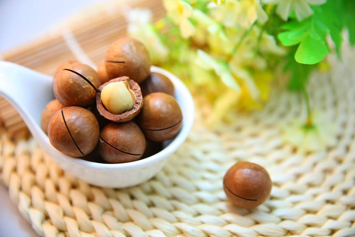 kacang macadamia