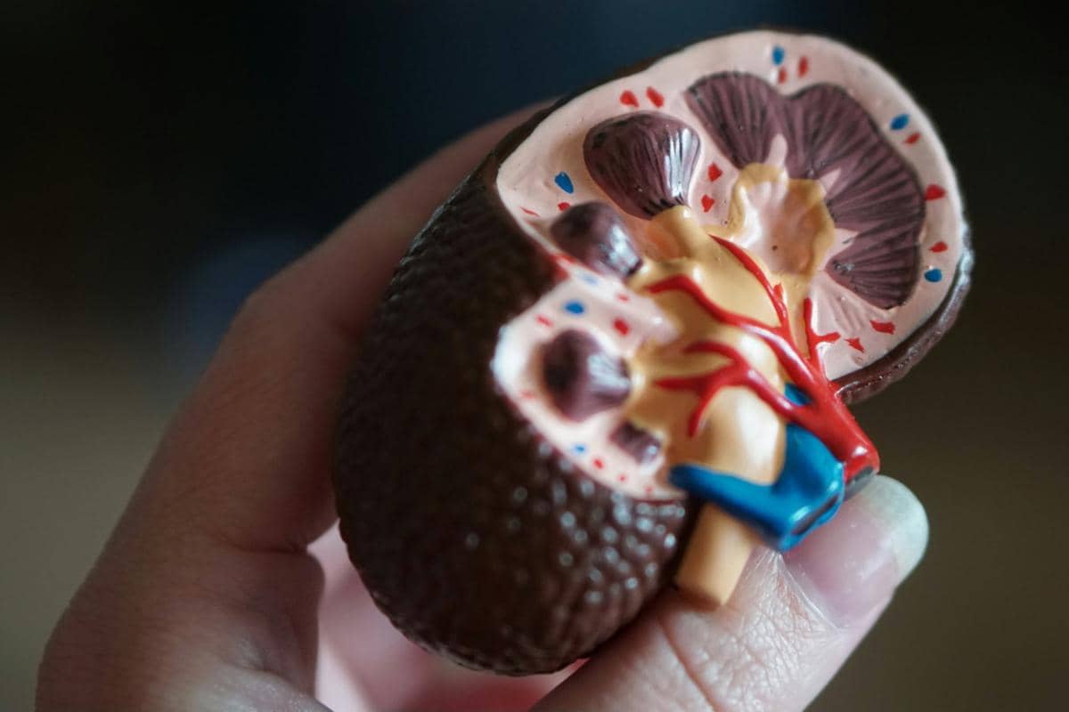 10 Makanan dan Minuman Sehat yang Baik untuk Ginjal Kamu