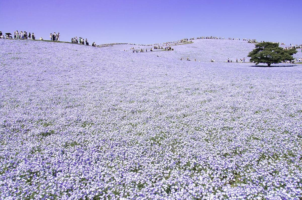 Hitachi Seaside Park
