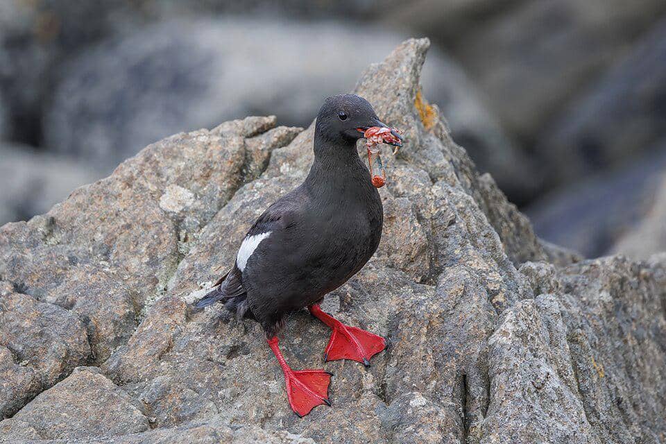 5 Fakta Black Guillemot, Burung Laut dengan Kaki Merah yang Unik