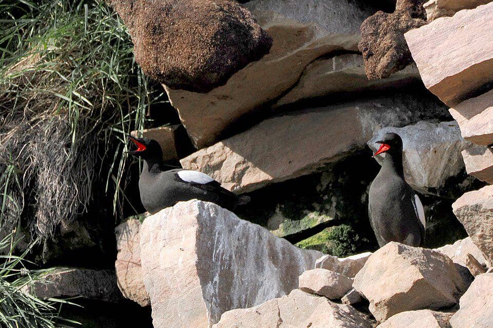 Burung Cepphus grylle