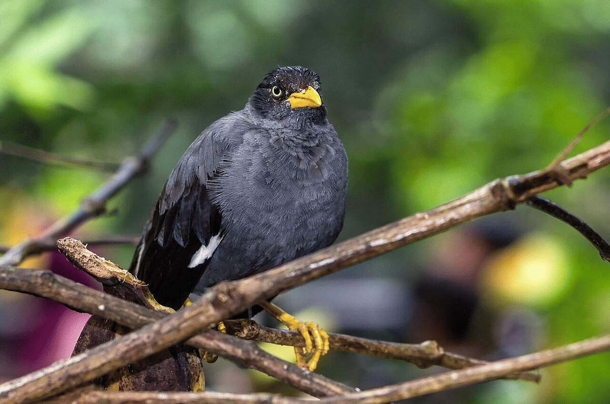 5 Burung Kerak Berwarna Hitam Asli Indonesia, Kicauannya Khas