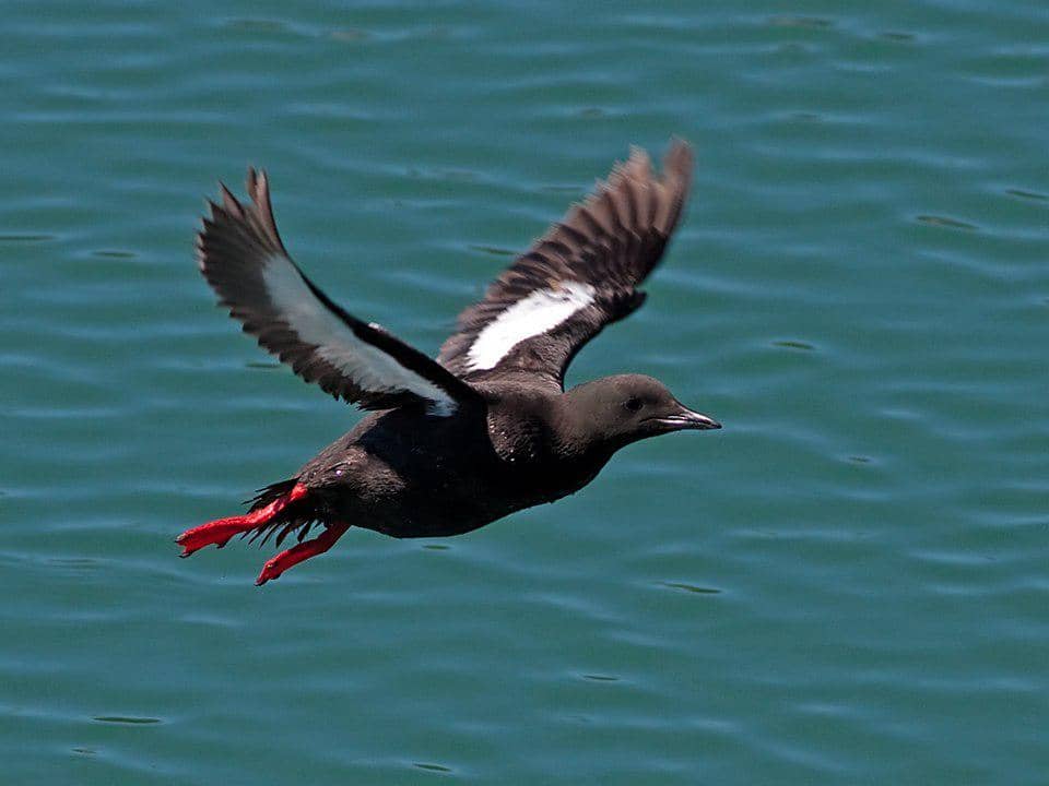 Burung Cepphus grylle