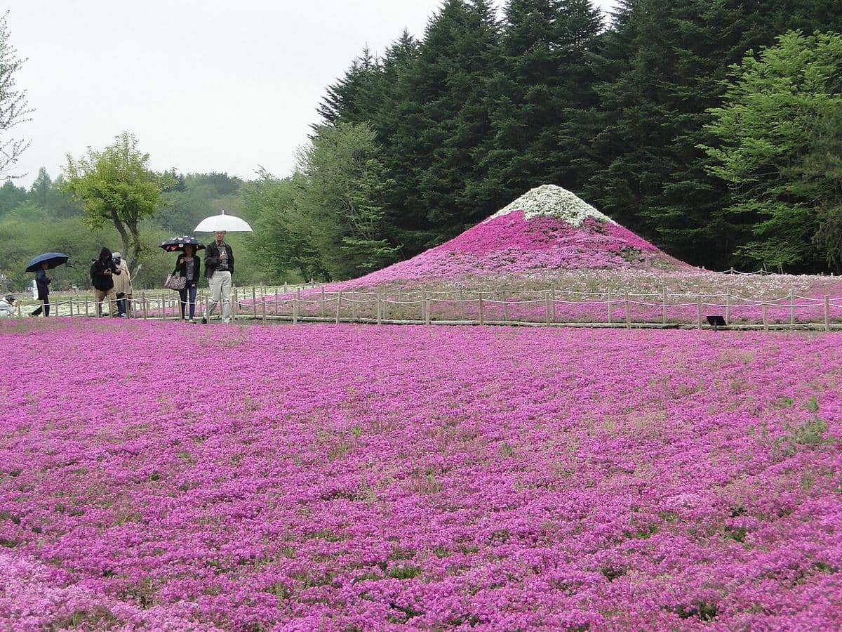 Fuji Shibazakura Festival