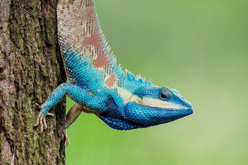 bunglon biru siam