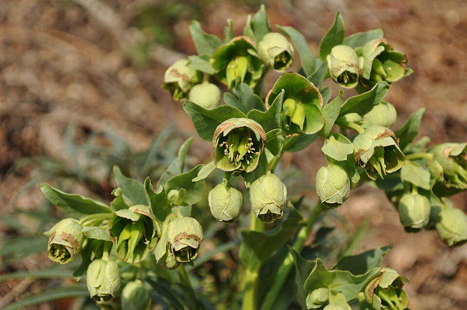 Bunga Helleborus foetidus