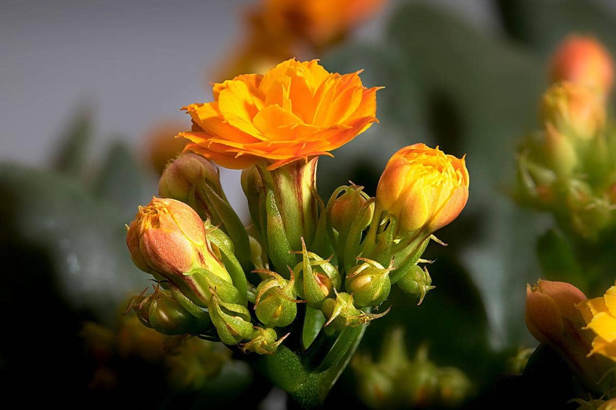 ilustrasi kalanchoe