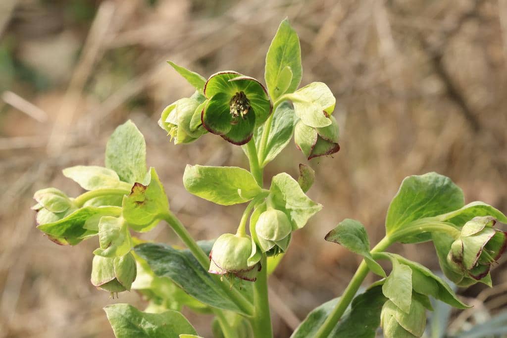 Bunga Helleborus foetidus