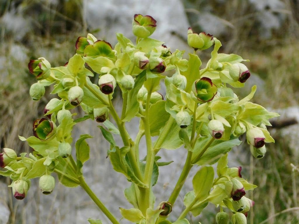 Bunga Helleborus foetidus