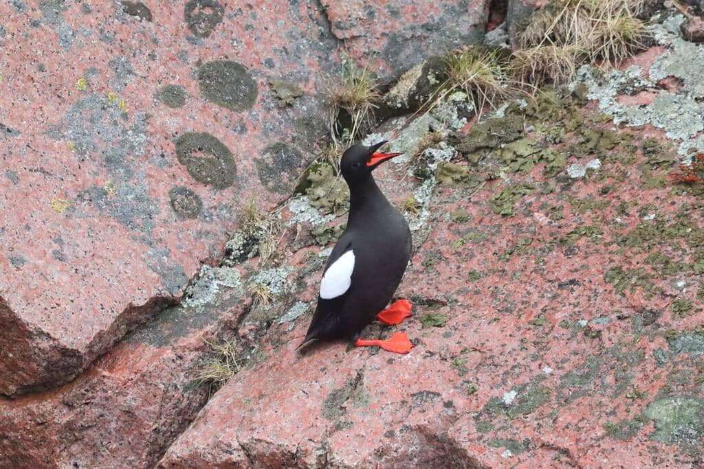 Burung Cepphus grylle