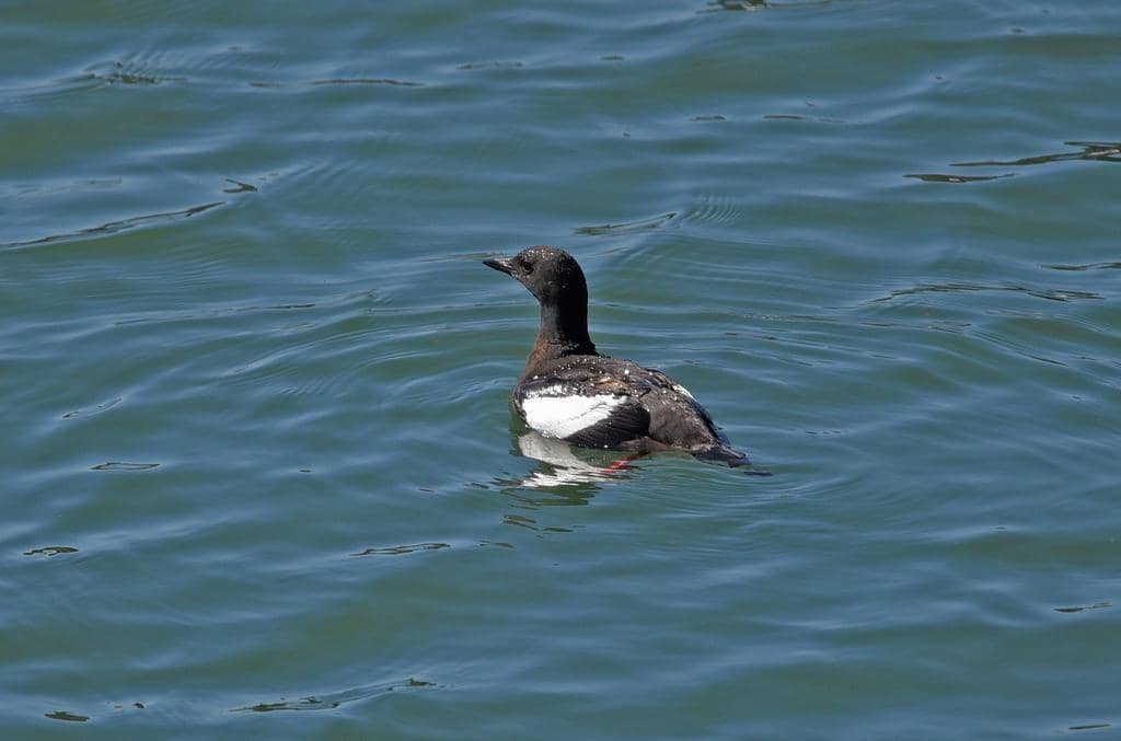 Burung Cepphus grylle