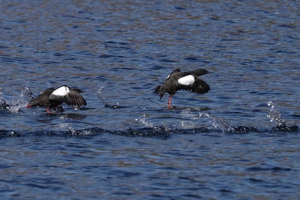 Burung Cepphus grylle