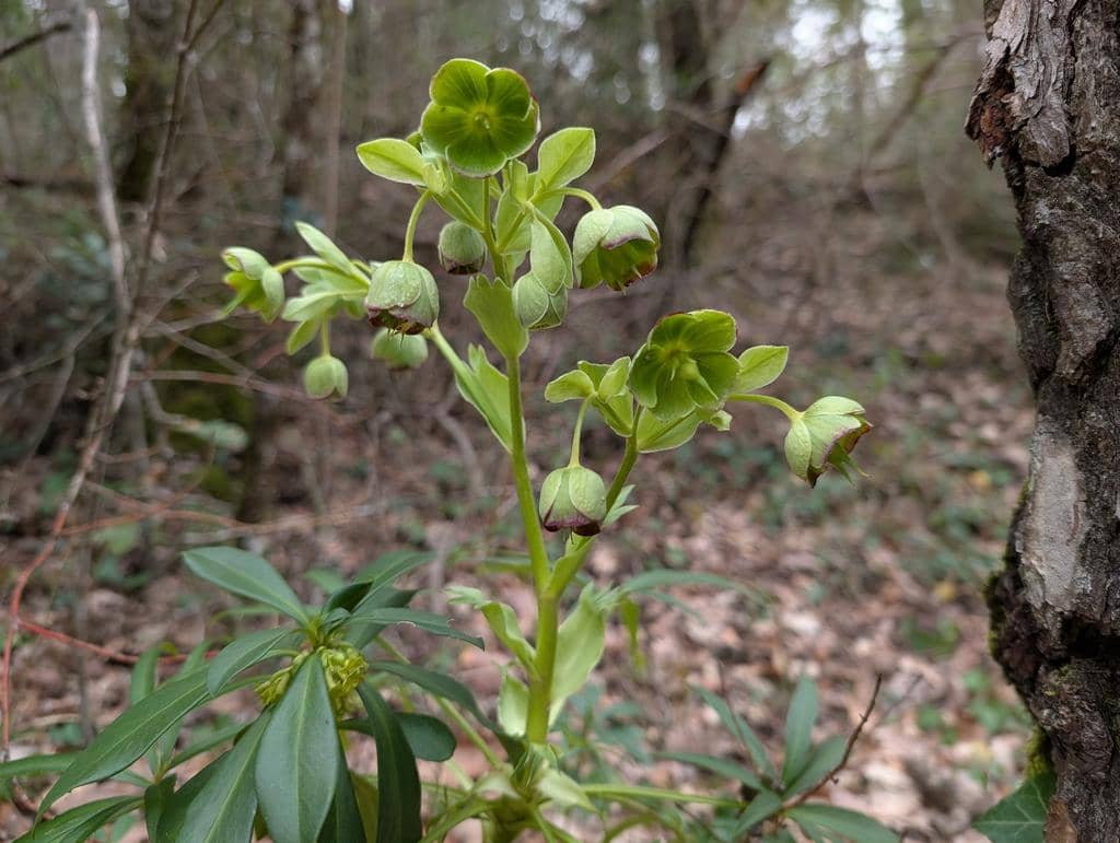Bunga Helleborus foetidus