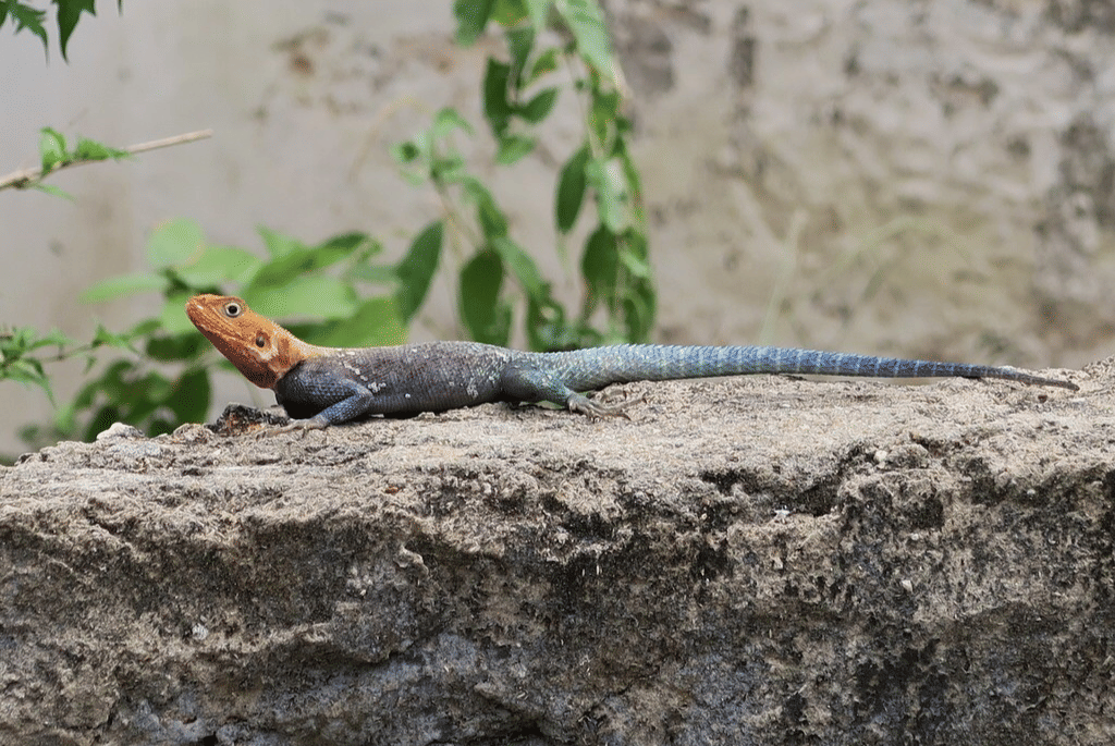 agama batu kenya