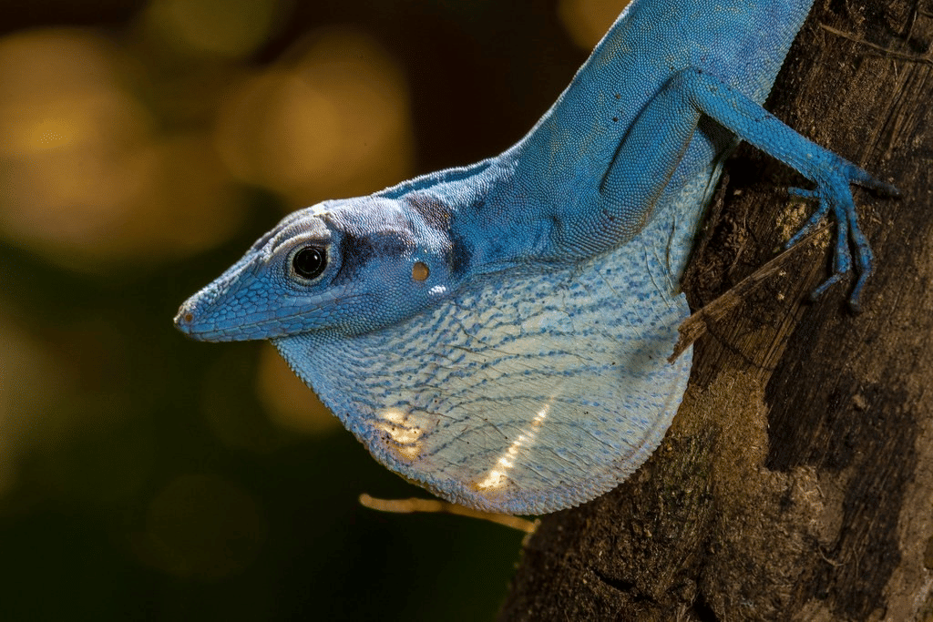 anole biru