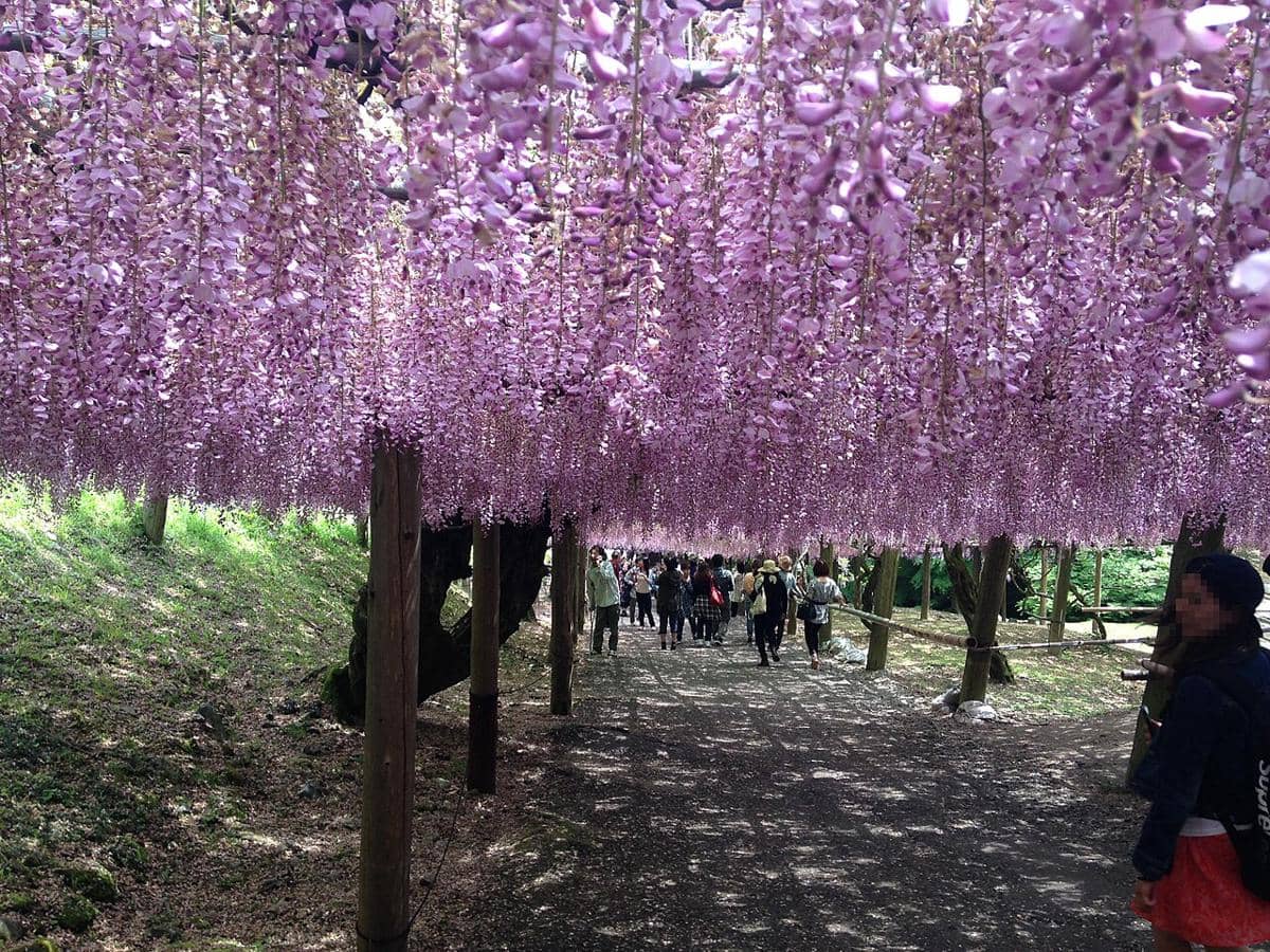 Kawachi Fuji Garden
