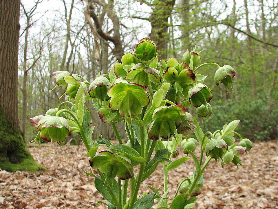 Bunga Helleborus foetidus