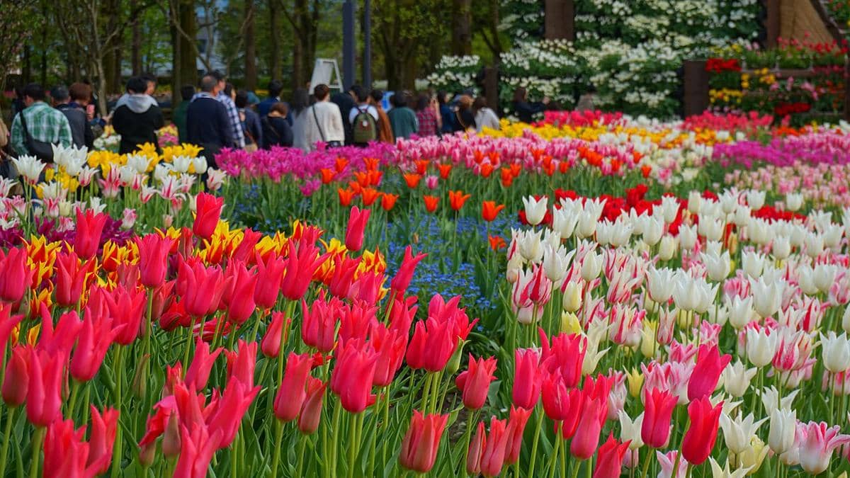 Tonami Tulip Park