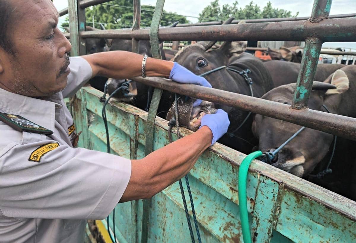10.039 Sapi Jantan Keluar Bali Setelah Lolos Karantina