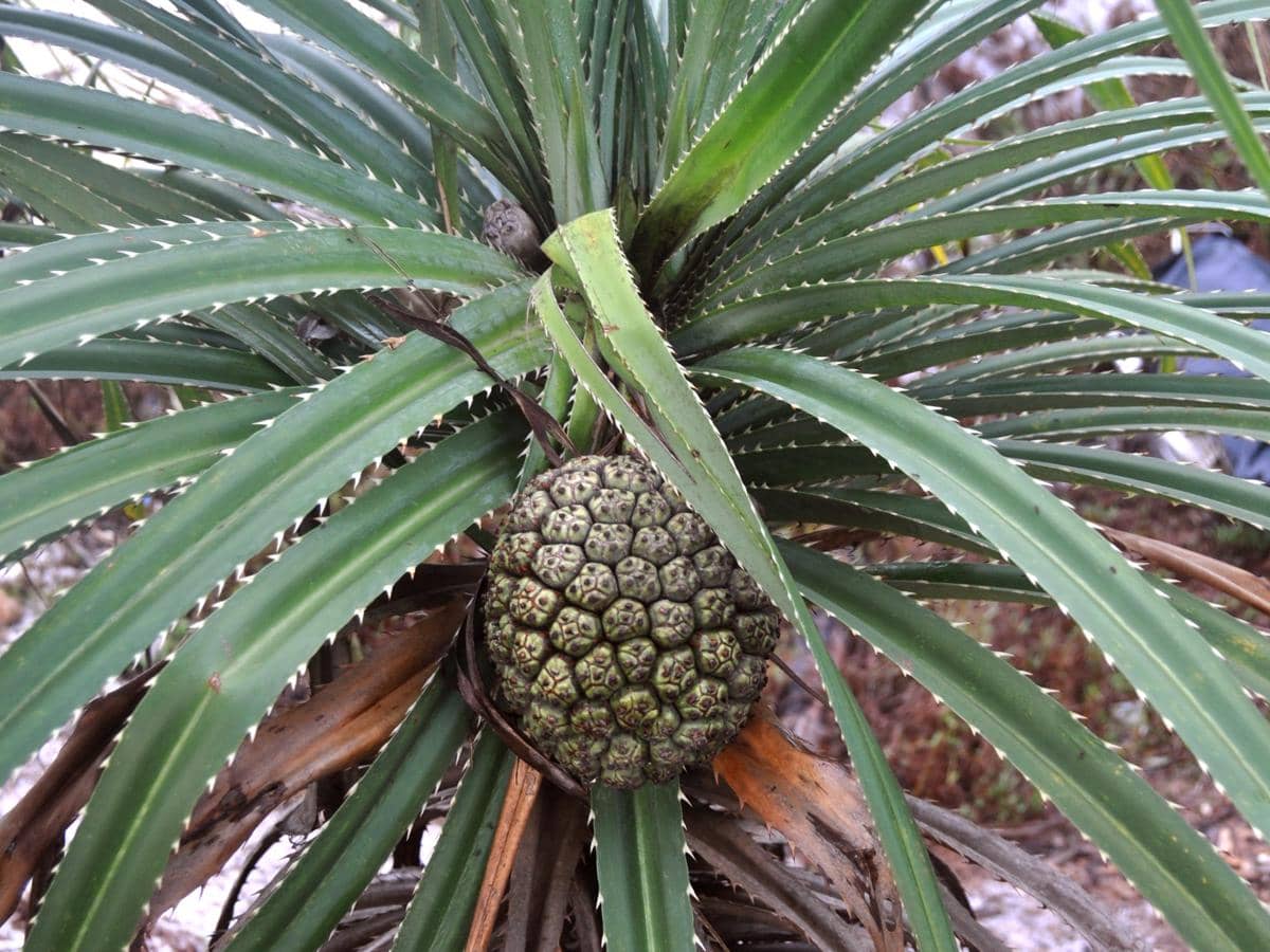 ilustrasi pandan duri