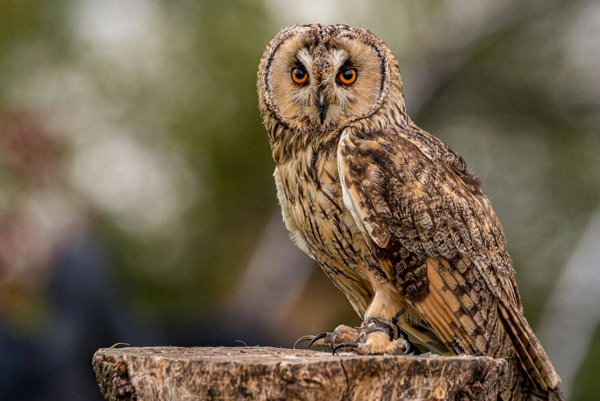 Mengapa Burung Hantu Bisa Memutar Kepala Tanpa Memutus Aliran Darah?