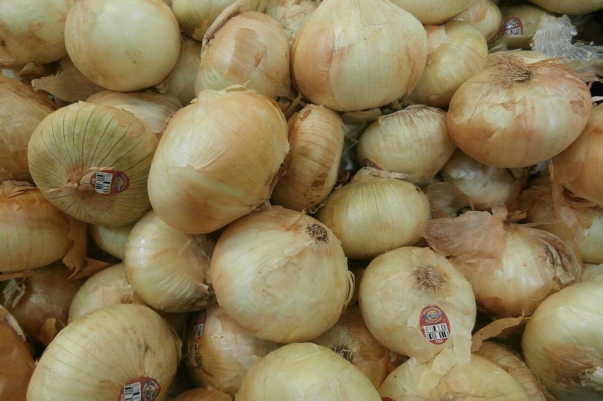 ilustrasi sweet onion