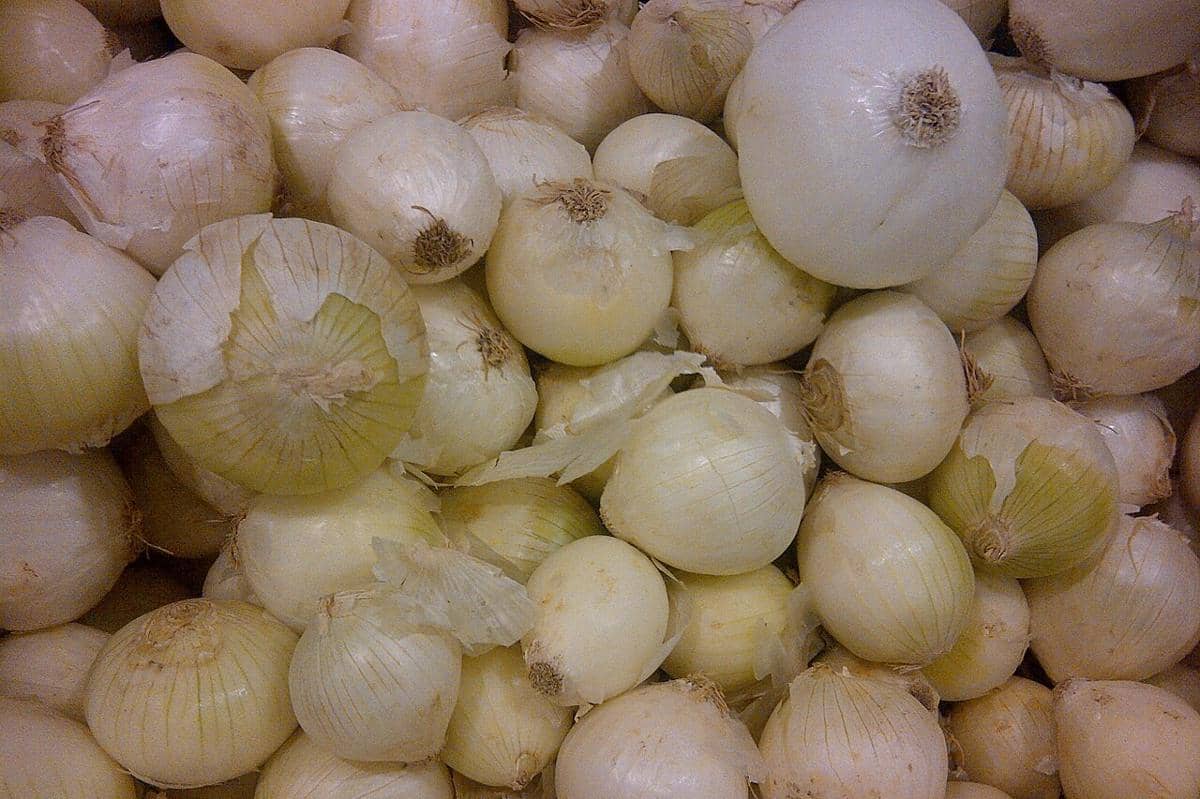 ilustrasi white onion