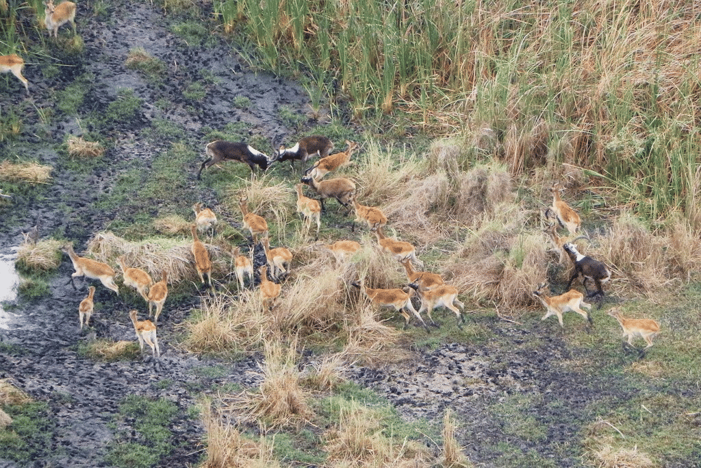 lechwe nil