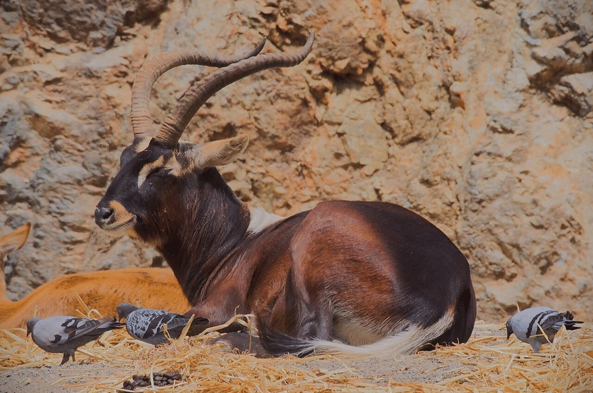 5 Fakta Menarik Lechwe Nil, Antelope Pemakan Tumbuhan Air