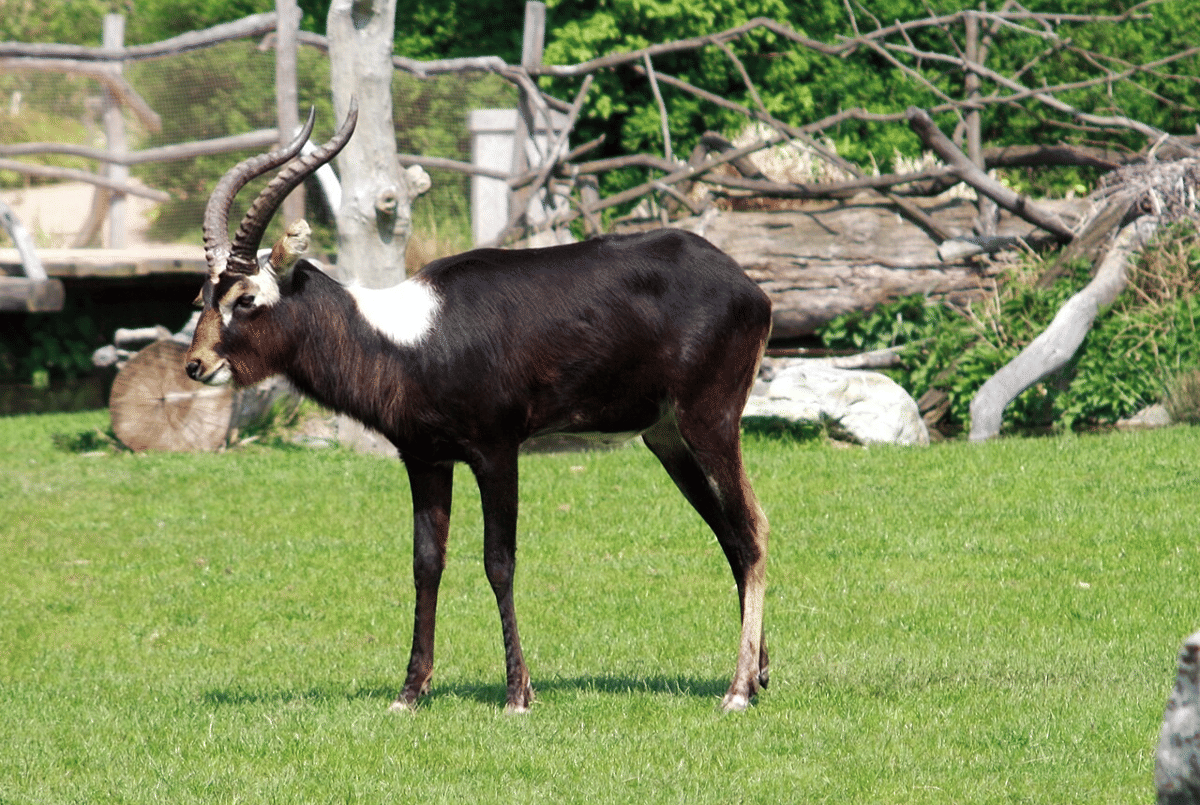 lechwe nil