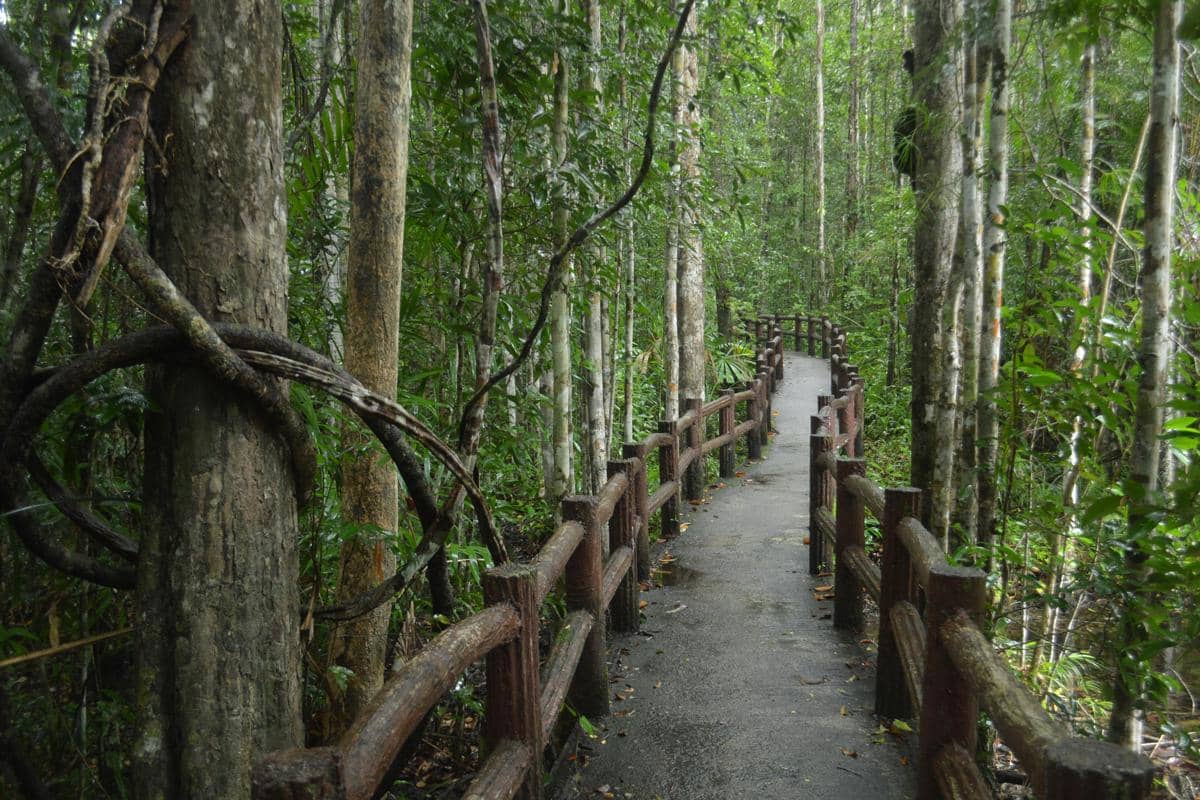 Ilustrasi jembatan kayu di tengah hutan mangrove Pancer Cengkrong.