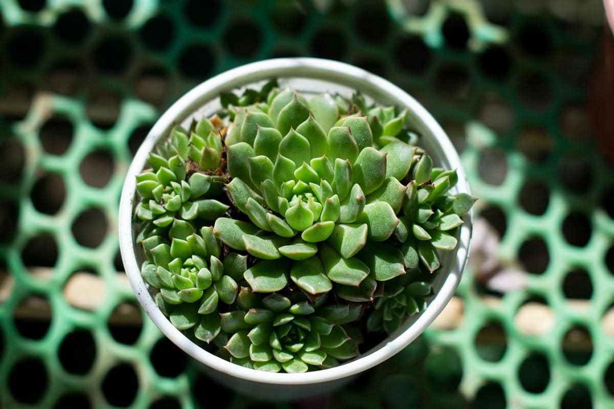 ilustrasi sukulen echeveria