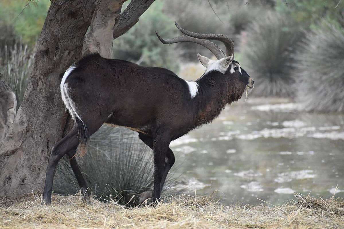 lechwe nil