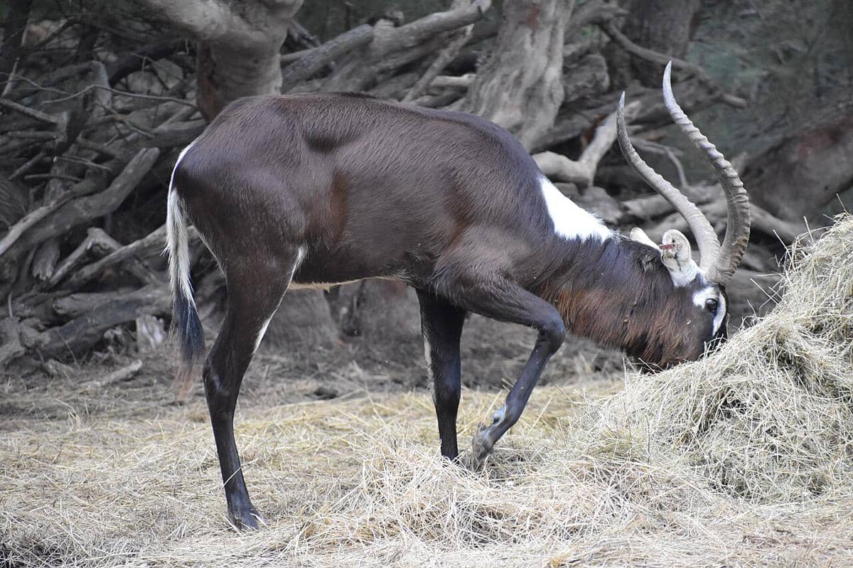 lechwe nil