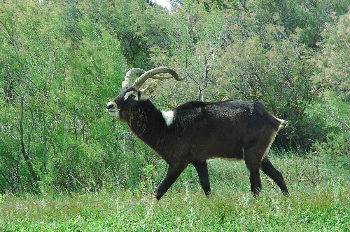 lechwe nil