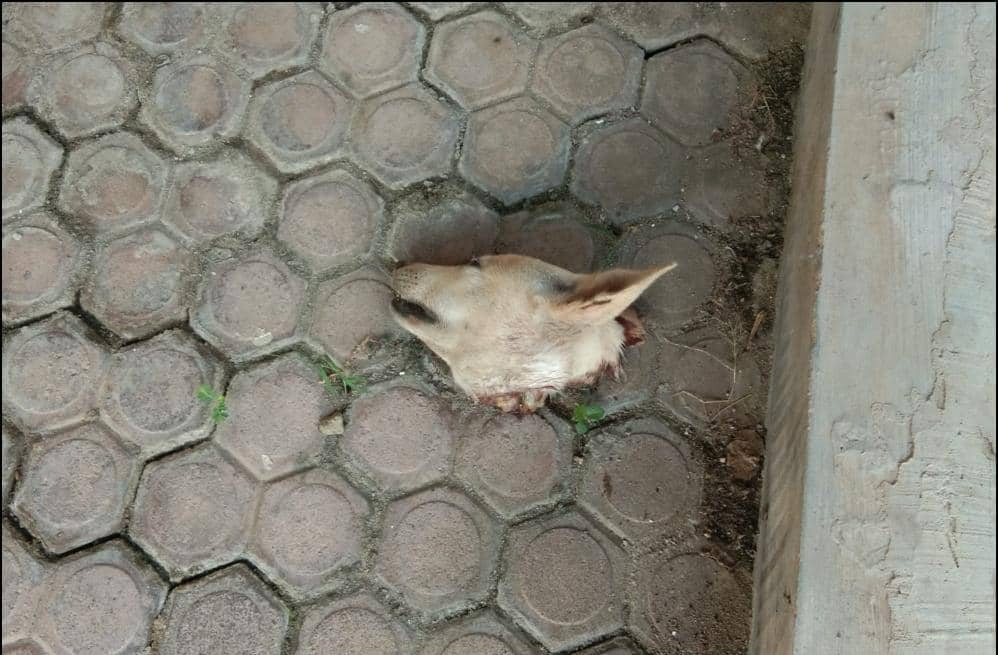 CEK FAKTA: Pegiat Medsos Palti Hutabarat Diteror Kepala Anjing?