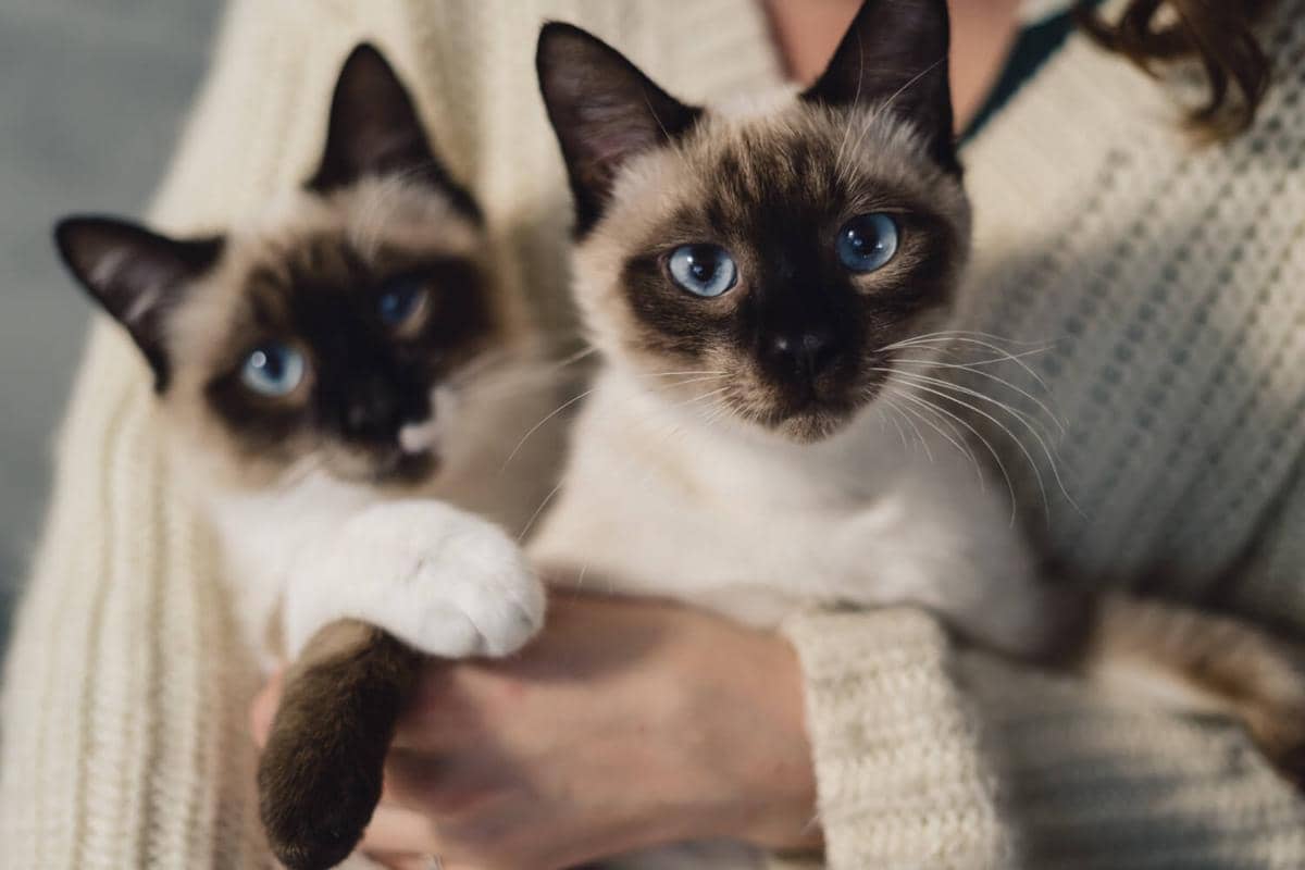 ilustrasi kucing Siamese