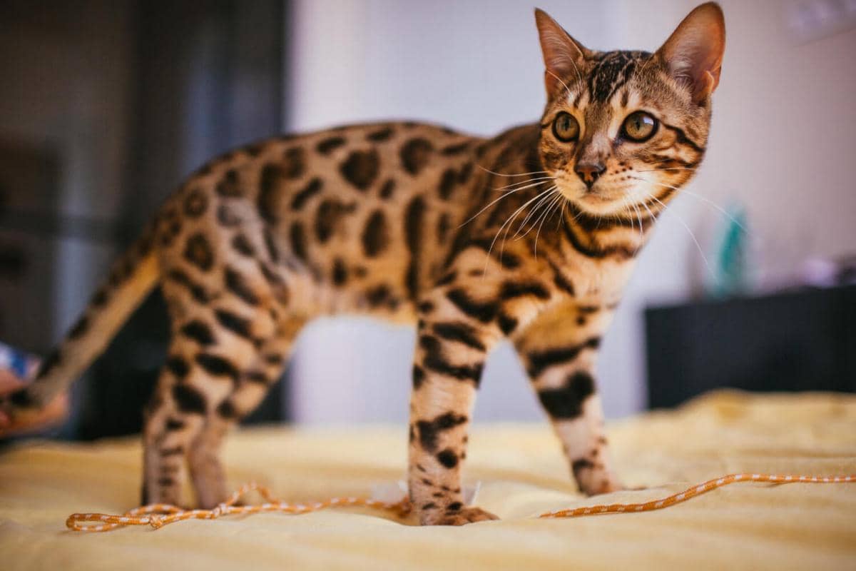 ilustrasi kucing Bengal