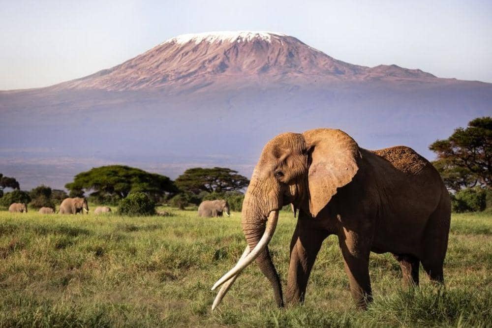 gajah craig super tusker
