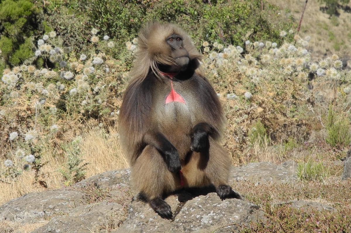 gelada