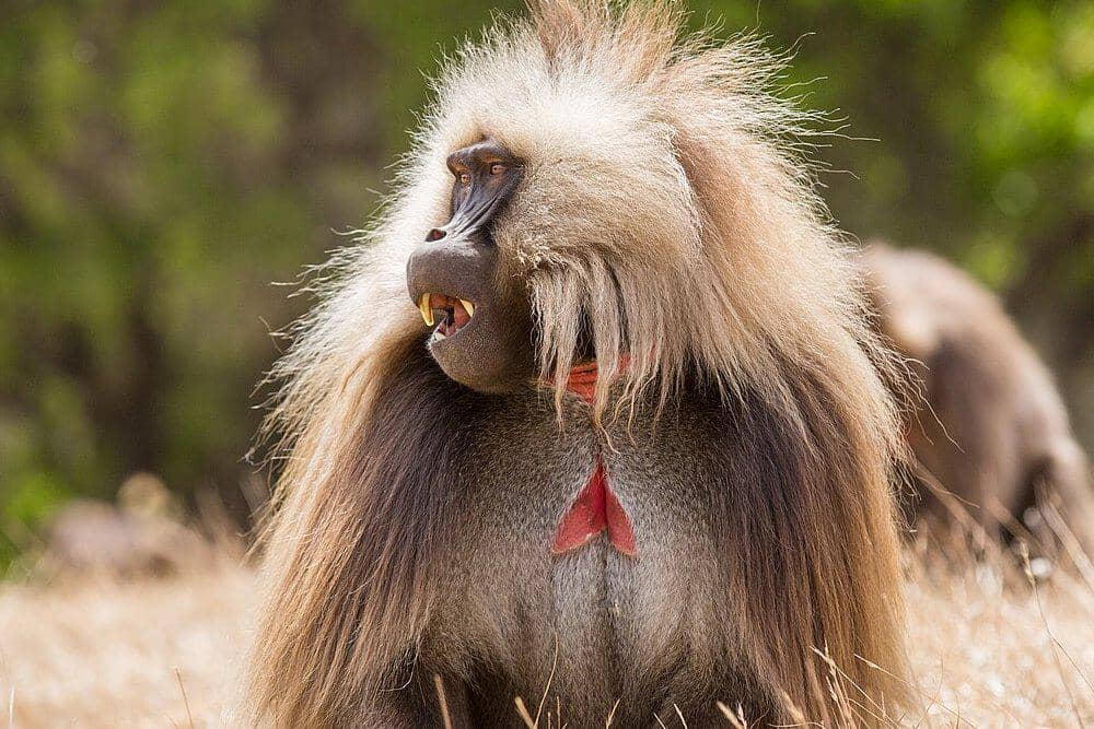 5 Mamalia Berawalan Huruf G yang Jarang Diketahui, Unik!