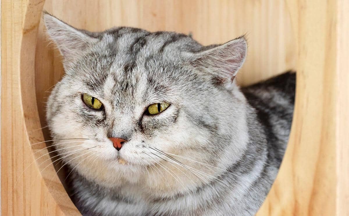 Kucing Malas Gerak? Jangan Sepelekan, Bisa Jadi Tanda Radang Sendi