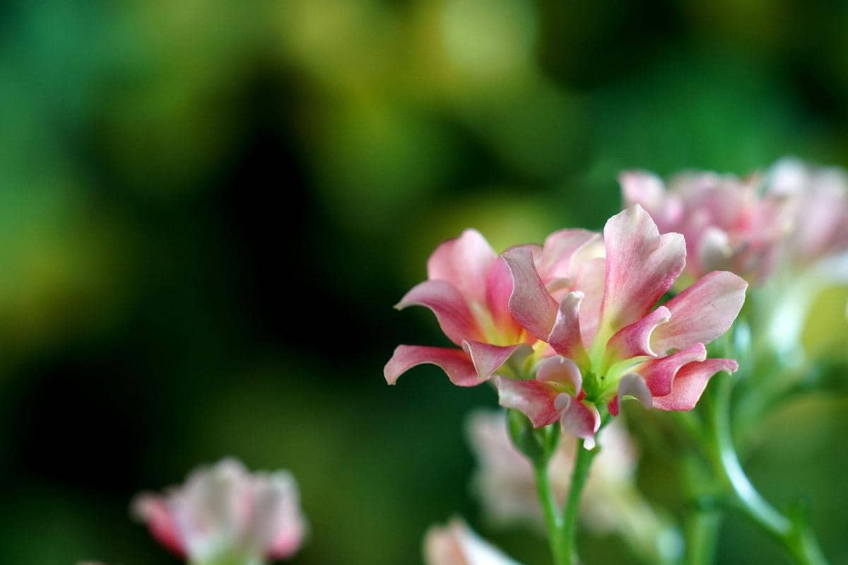 ilustrasi kalanchoe
