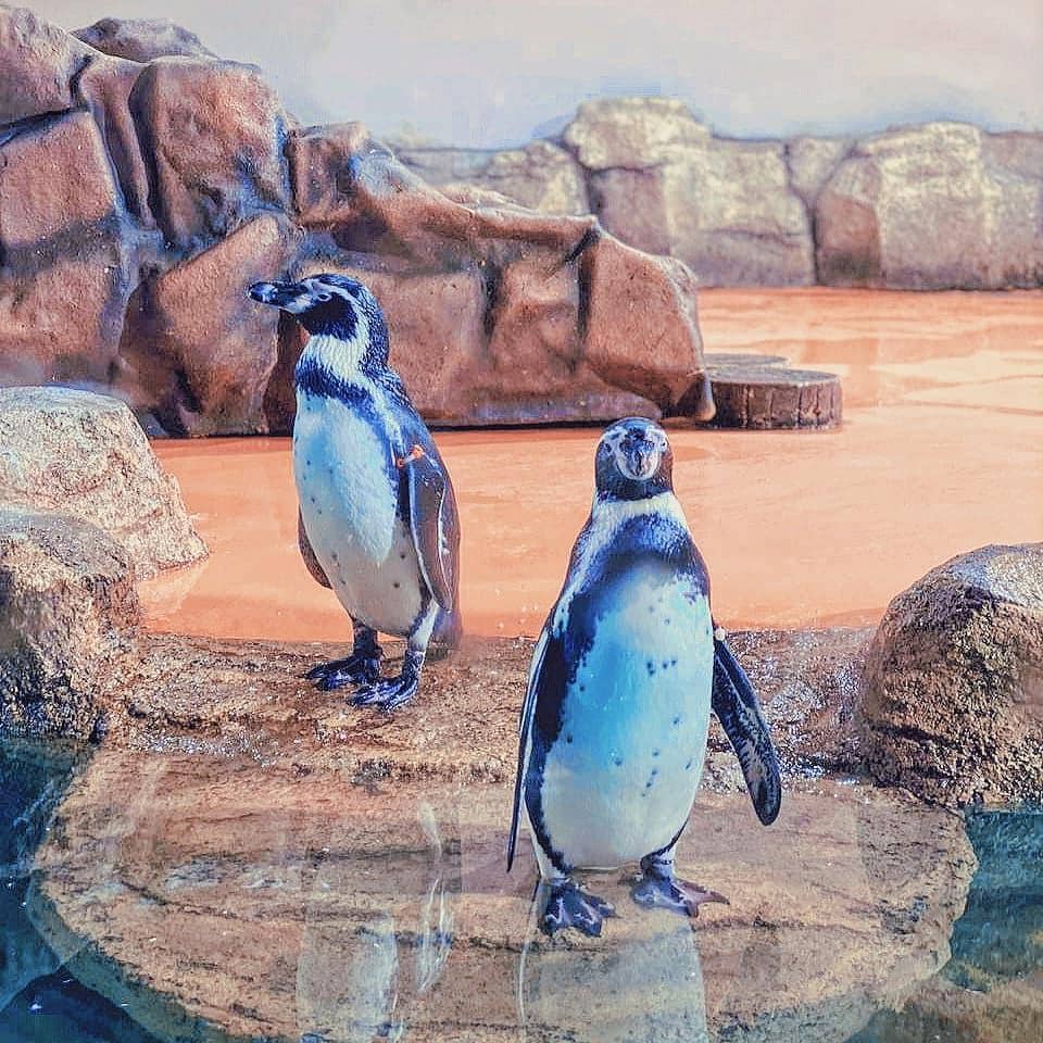 Ocean Dream Samudra Ancol