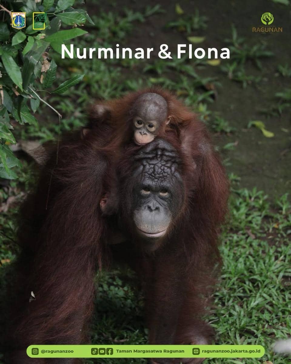 Taman Margasatwa Ragunan