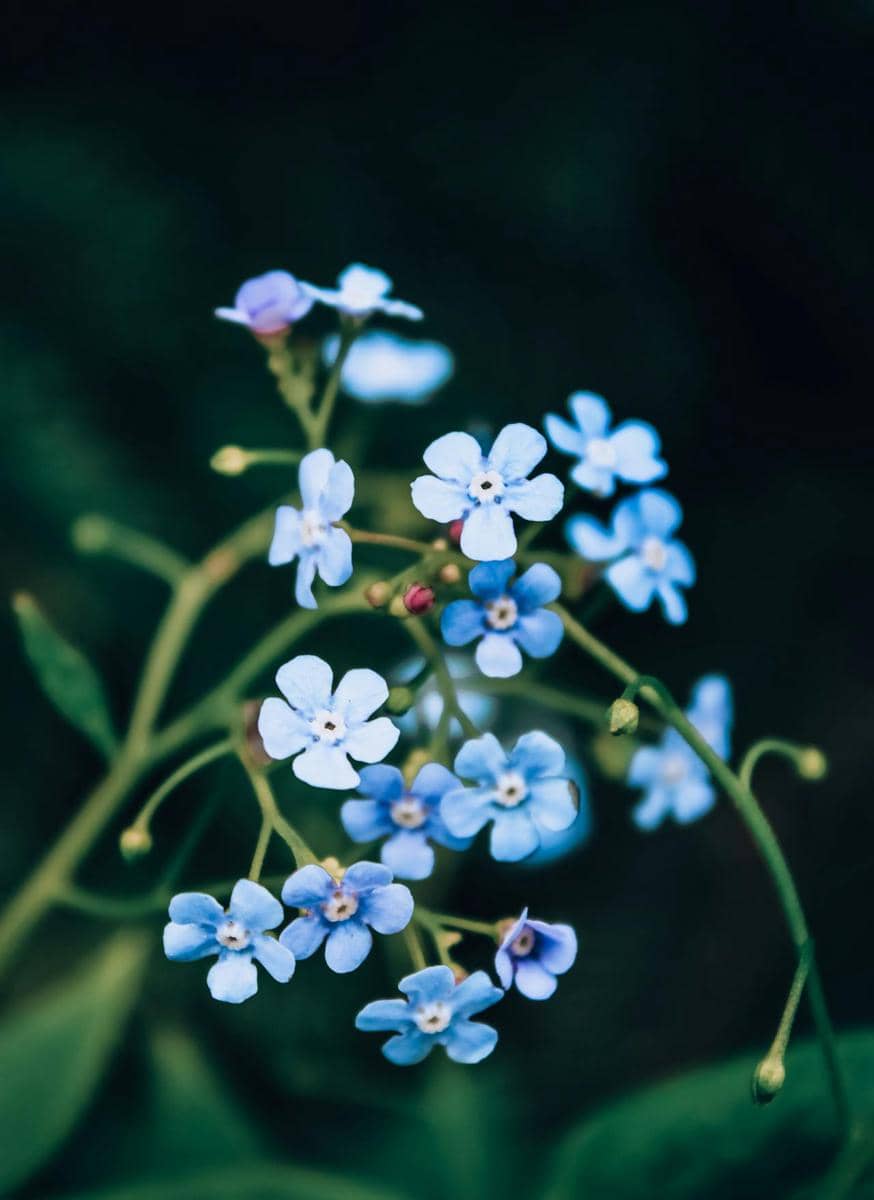 ilustrasi bunga forget-me-not
