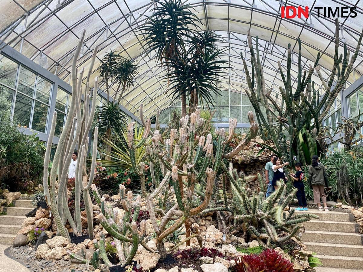 kaktus di bedugul.jpeg