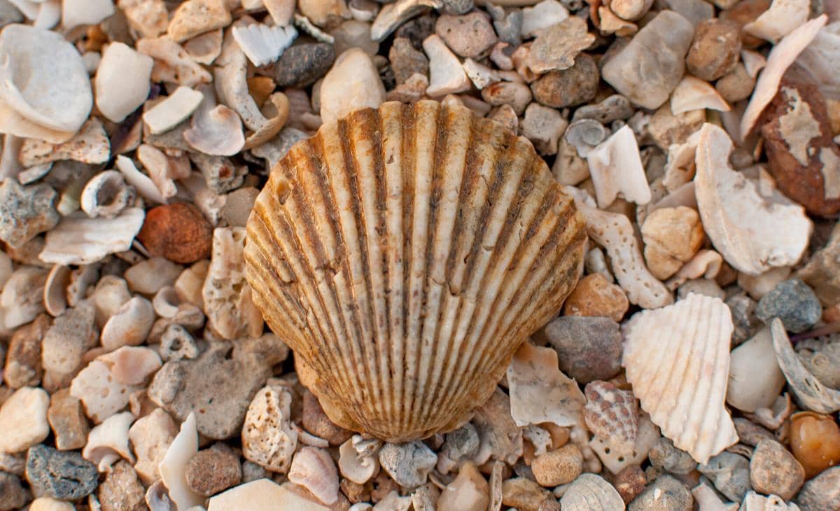 Potret kerang mutiara di Pulau Margarita